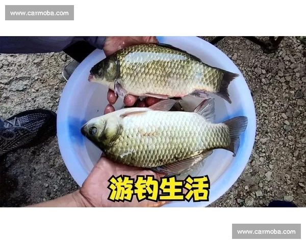 铁岭年度盛大钓鱼比赛精彩回顾与赛事亮点全解析